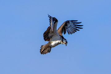 osprey in flight