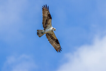osprey in flight