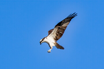 osprey in flight