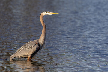 great blue heron