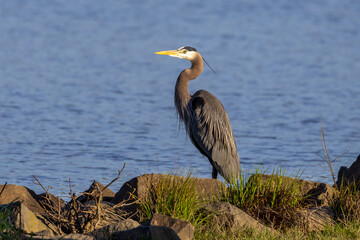great blue heron