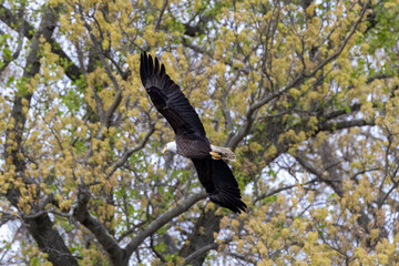 eagle on tree