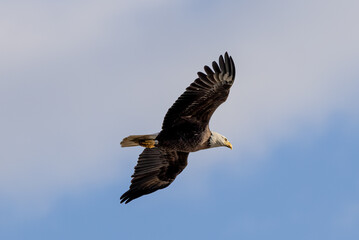 Obraz premium eagle in flight