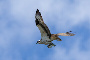 osprey in flight
