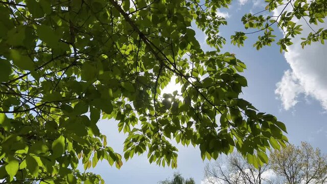 Green tree leaves and branches against blue sky.