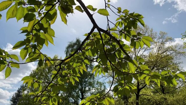 Branches with Green leaves against blue sky.