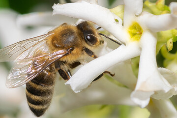 Macro photo of a bee on a white jasmine flower.
