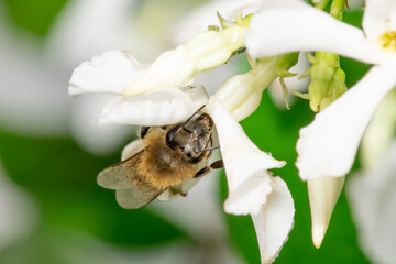 Close up look of a bee on a jasmine flower. Macro photography.
