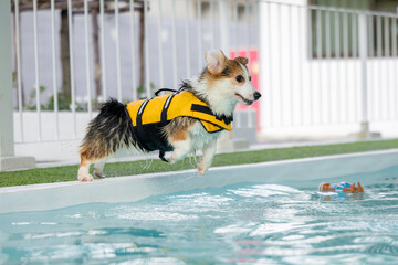 Corgi puppy wearing a swimsuit And they are swimming for physical therapy to have a strong body in the clinic's pool.