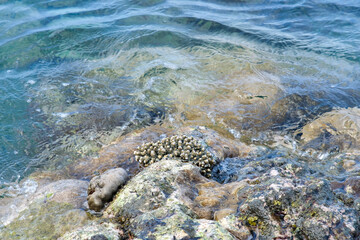 Big rocks and corals by the shore of Anilao Batangas Philippines.