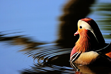 Mandarin Duck