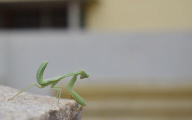 A closeup picture of a common Miomantis sitting on a rocky surface in a garden. It is also called grass hopper.