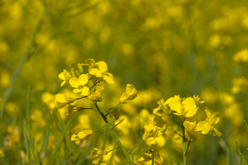 Obraz premium Raps / Rapsfeld - gelb blühender Raps (Landwirtschaft)