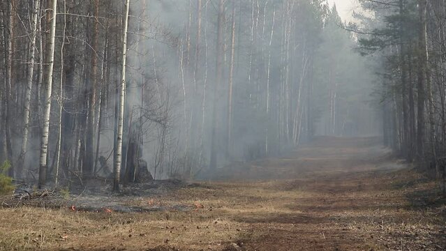 Natural forest fire. Burning forest floor of dry leaves, grass, pine cones and bushes with smoke and smog. Uncontrolled burning of vegetation and spontaneous spread of fire in the thicket of the fores