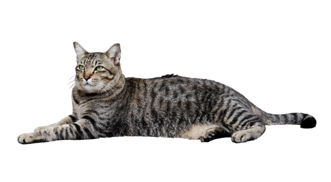 Portrait of a grey striped cat