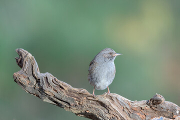 Dunnock, Prunella modularis, perched on a branch on a sunny morning in Alonsotegi, Bizkaia