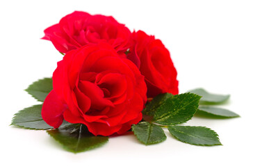 Fototapeta premium Beautiful red roses.
