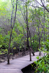 Fototapeta premium Wooden bridge walkway in Cock plants or Crabapple Mangrove of Mangrove Forest in tropical rain forest of Thailand