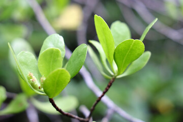 Close up on cock leaf plants branch or Crabapple mangrove forest