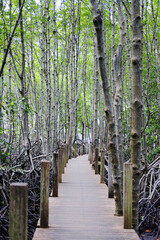 Wooden bridge walkway in Cock plants or Crabapple Mangrove of Mangrove Forest in tropical rain forest of Thailand