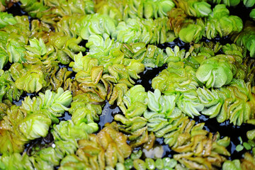 Salvinia molesta tropical weed plant or water fern is a small floating water plant in ponds and...