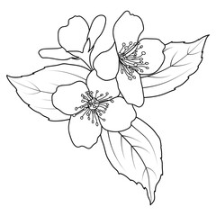 Blooming jasmine spring flower outline, line art Philadelphus virginal twig