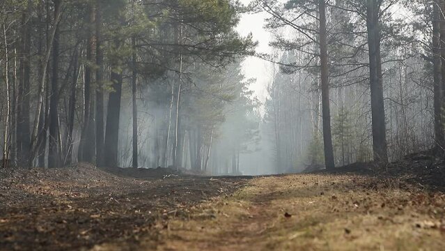 Natural forest fire. Forest road with smoke and smog from a burning forest of birch, pine trees and shrubs. Uncontrolled burning of vegetation and spontaneous spread of fire in the thicket of the fore