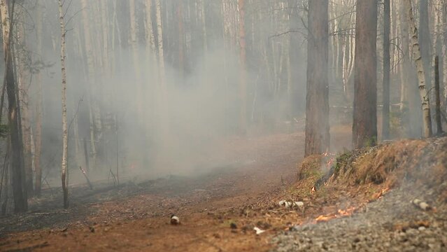 Natural forest fire. Burning forest floor of dry leaves, grass, pine cones and bushes with smoke and smog. Uncontrolled burning of vegetation and spontaneous spread of fire in the thicket of the fores