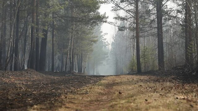 Natural forest fire. Forest road with smoke and smog from a burning forest of birch, pine trees and shrubs. Uncontrolled burning of vegetation and spontaneous spread of fire in the thicket of the fore
