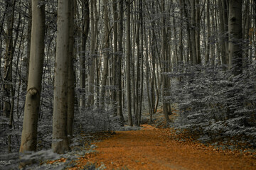 Fototapeta premium enchanted autumn atmospheric dramatic forest panoramic landscape with high trees