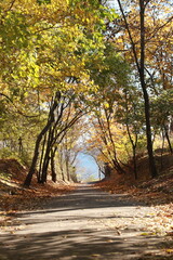 autumn in the forest and sea