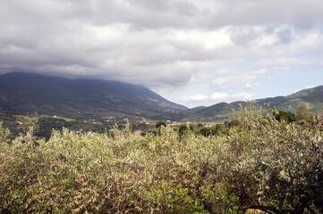 Olive-trees with Taburno-Camposauro mountain massif in the background. Sant’Agata dei Goti in the province of Benevento, Italy.