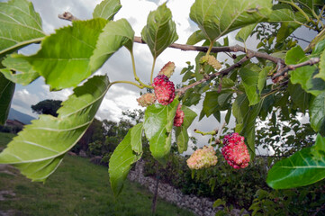 Field in the countryside with a Morus tree with ripening and unripe mulberries.