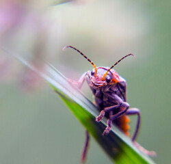 Cantharis pulicaria, a soft-bodied fire beetle, sits on a green leaf. Taken in summer in good weather close-up, in summer