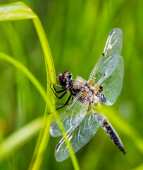 Dragonfly. Libellula quadrimaculata, Four-spotted Flat-bellied. He sits on a green motorcycle with his wings spread. taken in the middle of summer in close-up on a light background