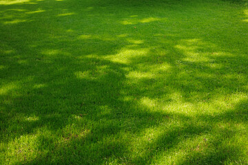 Green lawn, grass in the sun light