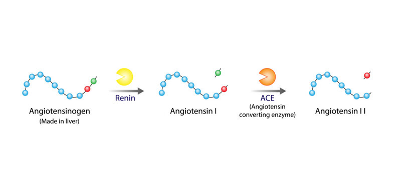 Angiotensin. Renin-Angiotensin-Aldosterone System, blood pressure regulation. Angiotensin-converting enzyme. Salt retention. Vector illustration. 