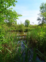 Obraz premium Europe , France , Alsace , Haut Rhin , view of the water table at the Petite Camargue Alsacienne Nature Reserve in Saint-Louis