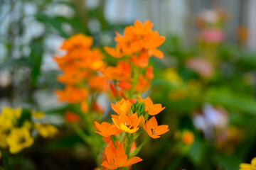 오렌지 색 베들레헴 꽃의 클로즈업 사진