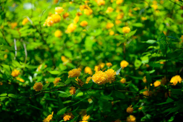 노란색의 죽단화 꽃이 피어있는 수풀속 클로즈업 사진