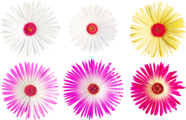 꽃-리빙스턴데이지