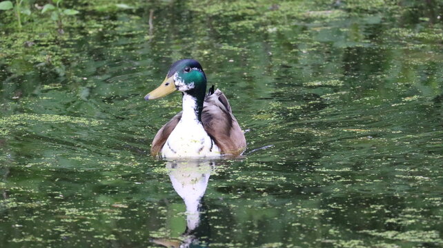 Mallard duck on Water