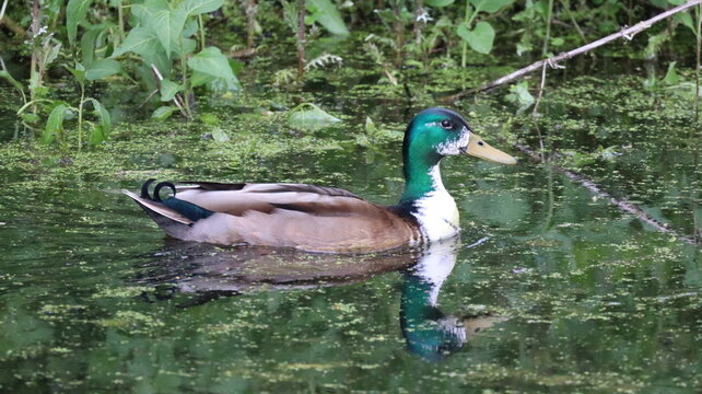 Mallard duck on Water