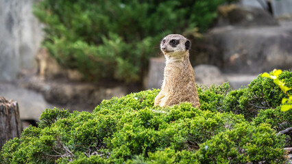 Meerkat standing on a green bush, looking at camera. Surykatka stojąca na zielonym krzaku i patrząca w kamerę. © jarizPJ