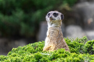 Meerkat standing on a green bush, looking at camera. Surykatka stojąca na zielonym krzaku i patrząca w kamerę. © jarizPJ