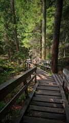 wooden stairs in the forest