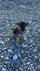 German Shepard © Malgorzata