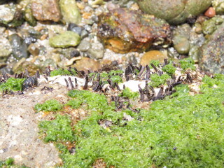 岩の表面に群生するケガキ
