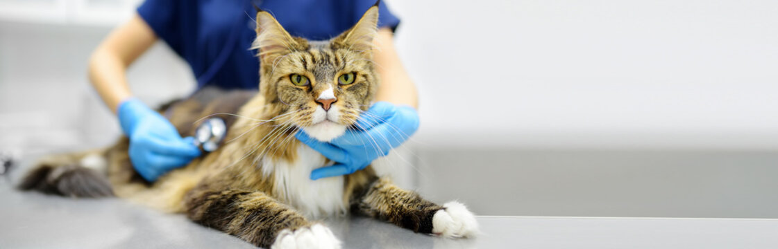 Veterinarian examines health cat of Maine Coon breed in veterinary clinic. Vet doctor listening breath to pet using stethoscope. Care animal. Checkup, tests and vaccination in vet office