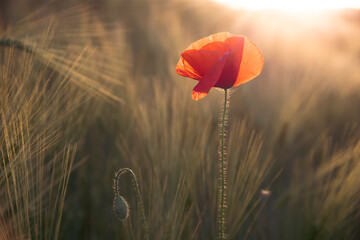 Beautiful field of red poppies in the sunset light.